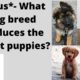 *Bonus material*- Cutest puppies ever