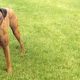 Boxer Dog experiences life after rescue