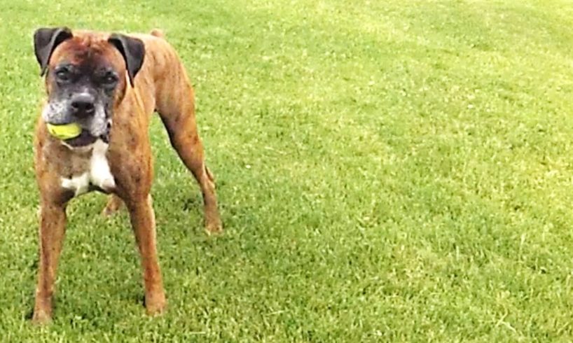 Boxer Dog experiences life after rescue