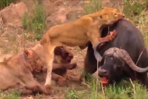 Buffalo Fight to Lion till death   Animal Fight 748