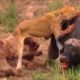 Buffalo Fight to Lion till death   Animal Fight 748