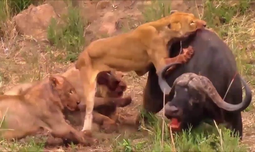 Buffalo Fight to Lion till death Animal Fight 748