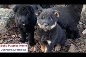 Build Cute Puppies Home During Heavy Raining | Local Discovery