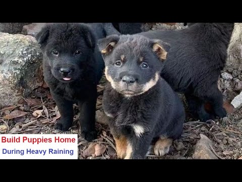 Build Cute Puppies Home During Heavy Raining | Local Discovery