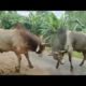 Bulls fight on the village road and villagers role