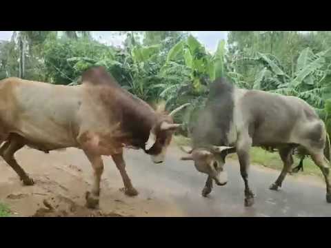 Bulls fight on the village road and villagers role