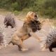 CRAZY ANIMAL Fights Caught On Camera | Lion vs Crocodile, Elephant vs Buffalo Python Leopard Hippo