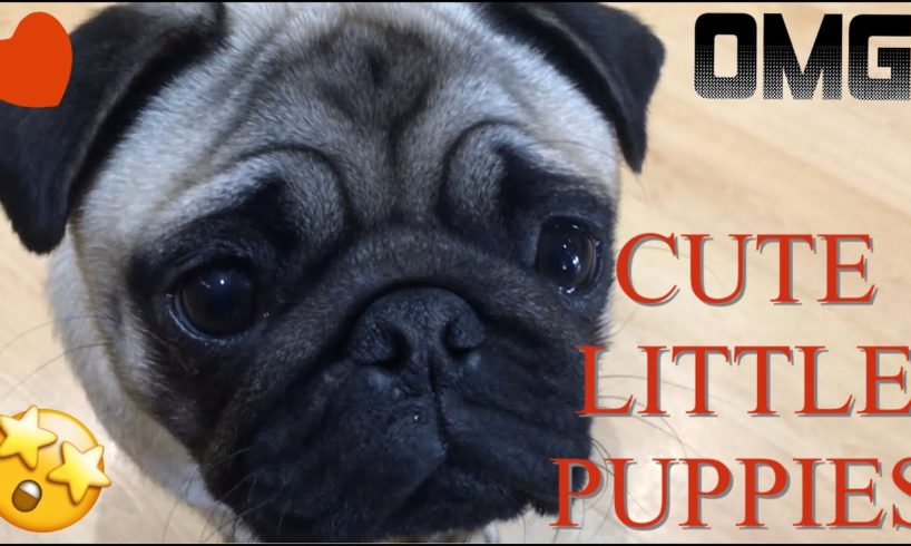 CUTE LITTLE PUPPIES! PLAYING WITH PUPPIES! | PUPPY LOVE | CUTE PUPPIES!