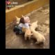 CUTE PUPPIES | CUTE BABY | LOVING EACH OTHER| SHARE LOVE