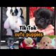 CUTE PUPPIES - TIKTOK Compilation