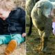 CUTE Sheep and Babies Video ?? FUNNY Animals Compilation