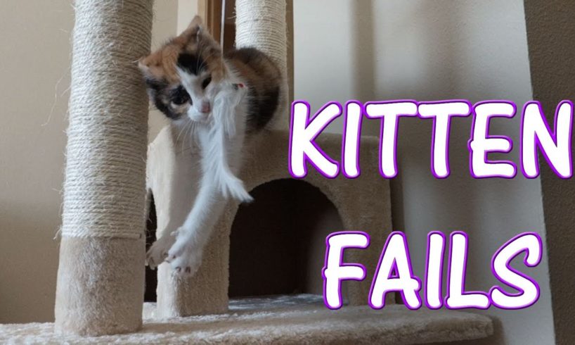 CUTEST Kitten FAILS! Compilation