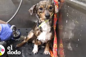 Cachorro es abandonado en las vías del tren | El Dodo