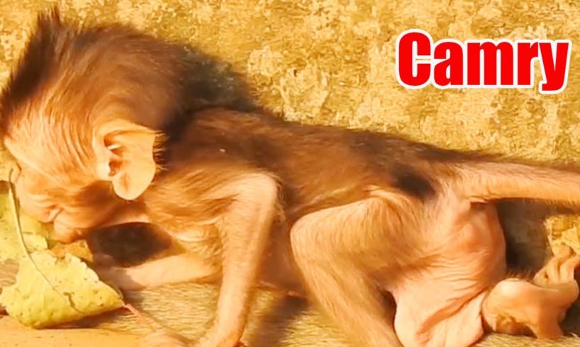 Camry Drink Milk While Mom Walking in Troops, Poor Camry Baby animal Monkey