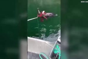 Canadian salmon farmers rescue bald eagle from octopus' grasp