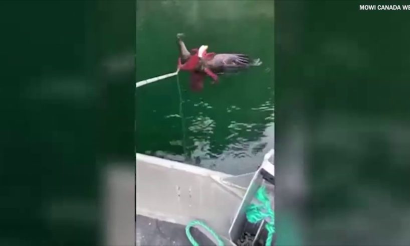 Canadian salmon farmers rescue bald eagle from octopus' grasp