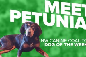 Canine Rescue of the Week: Petunia