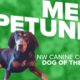 Canine Rescue of the Week: Petunia