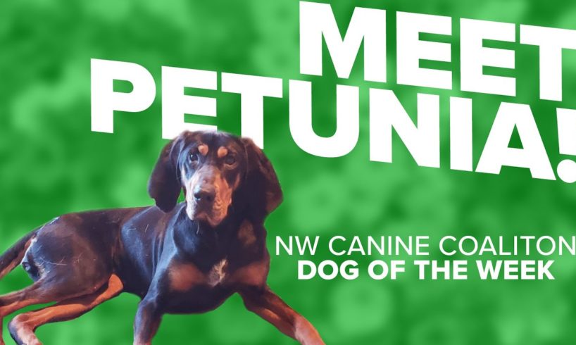 Canine Rescue of the Week: Petunia