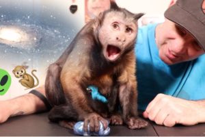 Capuchin Monkey Fascinated by Galaxy Slime!