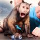 Capuchin Monkey Fascinated by Galaxy Slime!