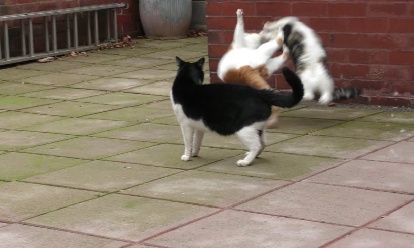 Cat Fight Compilation Video | 4K
