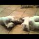 Cat is attacked by 6 adorable and cute puppies! - Freefunnystuff