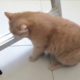 Cat playing with ladder