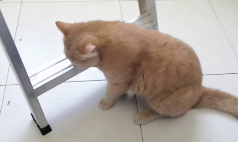 Cat playing with ladder