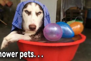 Cats And Dogs - Shower Pets - Goofy Pets Video 2020