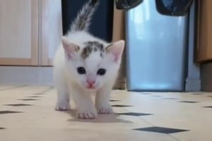 Cats Kittens So Cute Baby Cat Playing Video #CatsKittens 67