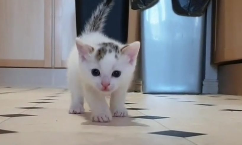 Cats Kittens So Cute Baby Cat Playing Video #CatsKittens 67