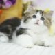 Cats Kittens So Cute Baby Cat Playing Video Compilation #CatsKittens 66