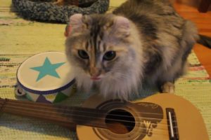 Cats practicing to play instruments