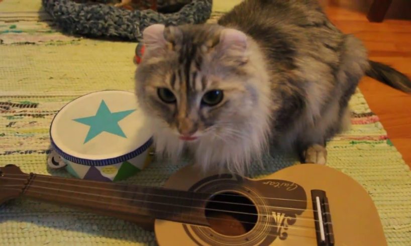 Cats practicing to play instruments