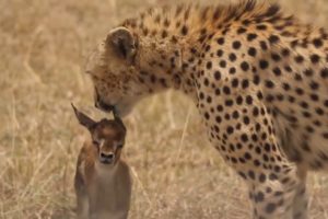 Cheetah Playing With Baby Deer Before Eating It
