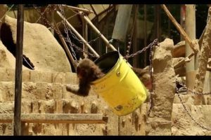 Child monkey playing with a bucket's swing