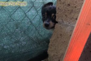 Children tried to save these puppies... they didn't realize their homeless mom was looking for food.