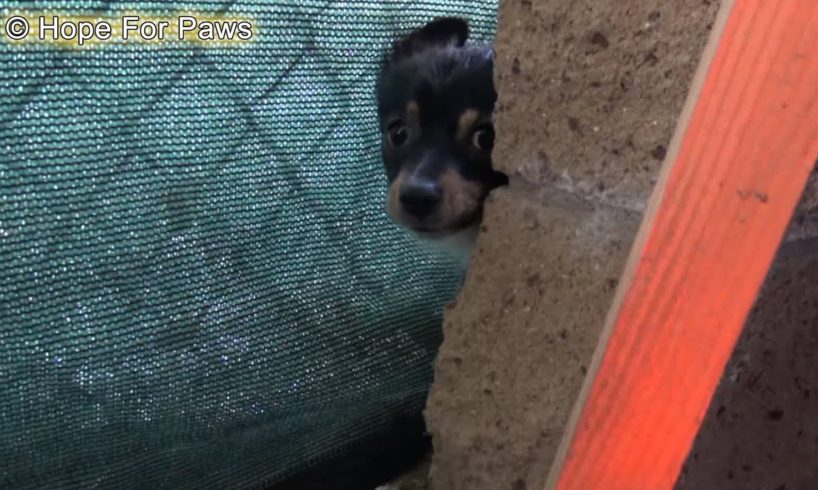 Children tried to save these puppies... they didn't realize their homeless mom was looking for food.