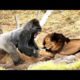 Classic fight Lion , gorilla attack | Gorilla vs lion - Most Amazing Moments Of Wild Animal Fights
