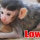 Congrats Name Lowa Baby animal Monkey, Cute Baby Monkey