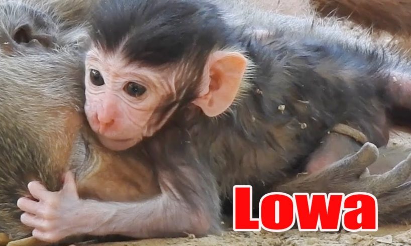 Congrats Name Lowa Baby animal Monkey, Cute Baby Monkey