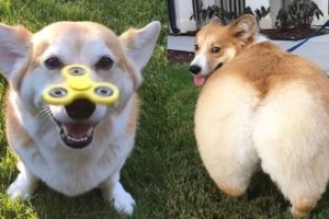 Corgi Funny Animal - Pets Funniest - Goofy Pets Video 2020