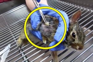 Cottontail Baby's Emergency Abscess Surgery - Rescue Animals