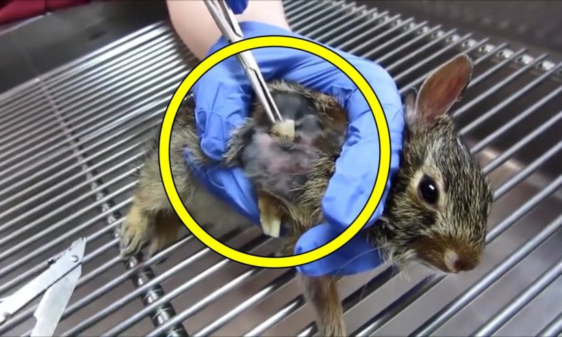 Cottontail Baby's Emergency Abscess Surgery - Rescue Animals