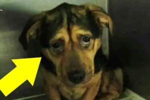 Couple Adopt Sad Dog Despite Multiple Warnings From The Animal Shelter