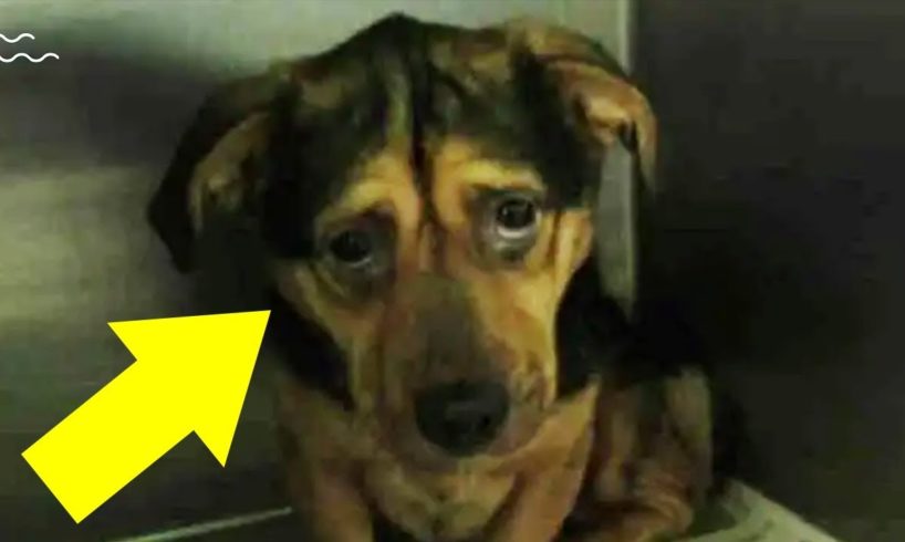 Couple Adopt Sad Dog Despite Multiple Warnings From The Animal Shelter