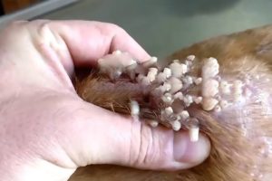 Crawling With Maggots Dog Rescued With Huge Wounds