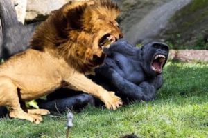 Craziest Animals Fights | Classic fight Lion , gorilla attack | Lion, Gorilla, Baboon Big Battle |