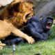 Craziest Animals Fights | Classic fight Lion , gorilla attack | Lion, Gorilla, Baboon Big Battle |